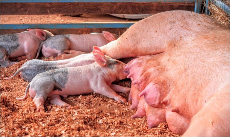 Aprobado el ”Real Decreto 159/2023, de 7 de marzo, por el que se establecen disposiciones para la aplicación en España de la normativa de la Unión Europea sobre controles oficiales en materia de bienestar animal, y se modifican varios reales decretos.”